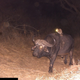 Image for article titled Camera Traps Capture "Fantastically Bizarre" Animal Hitchhiking